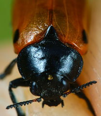 Clytra quadripunctata