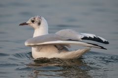 Chroicocephalus ridibundus