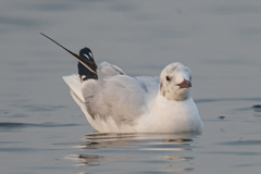 Chroicocephalus ridibundus