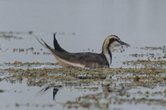 Hydrophasianus chirurgus