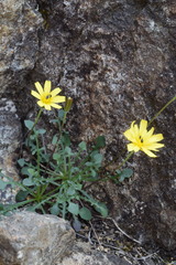 Hypochaeris robertia