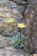 Hypochaeris robertia