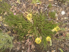 Plantago maritima serpentina