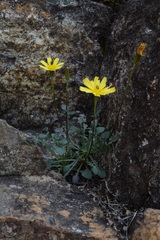Hypochaeris robertia