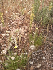 Plantago maritima serpentina
