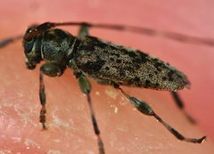 Leiopus femoratus