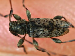 Leiopus femoratus