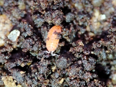 Trichoniscoides machadoi