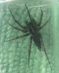 Textrix caudata