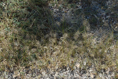 Sporobolus australasicus