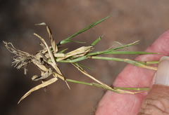 Sporobolus australasicus