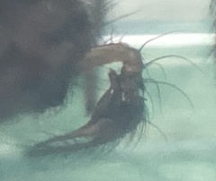 Textrix caudata