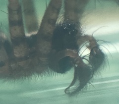 Textrix caudata