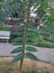 Toona sinensis