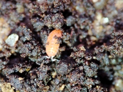 Trichoniscoides machadoi