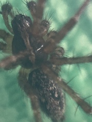 Textrix caudata