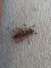 Elaphidion splendidum