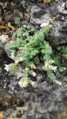 Chaenorhinum villosum