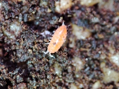 Trichoniscoides machadoi