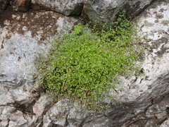 Moehringia pentandra