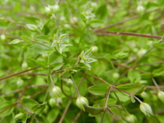 Moehringia pentandra