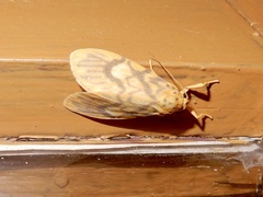 Ammatho cuneonotatus