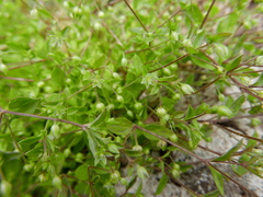 Moehringia pentandra