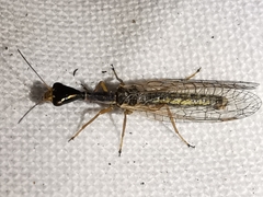 Xanthostigma corsica