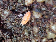 Trichoniscoides machadoi