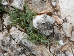 Cerastium gibraltaricum