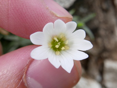 Cerastium gibraltaricum