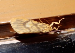 Ammatho cuneonotatus