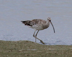 Numenius arquata orientalis