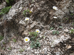 Bellis pappulosa