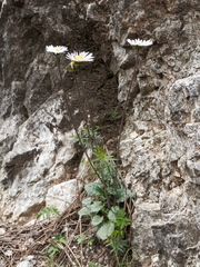 Bellis pappulosa