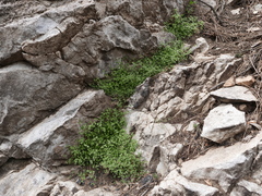 Moehringia pentandra