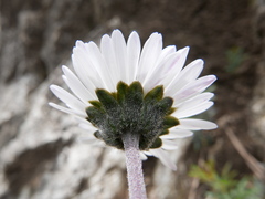 Bellis pappulosa