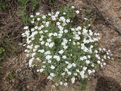 Cerastium gibraltaricum