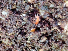 Trichoniscoides machadoi