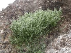 Cerastium gibraltaricum