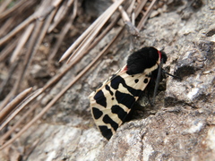 Arctia tigrina