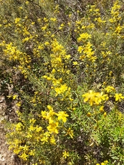 Hypericum empetrifolium
