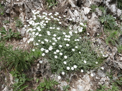 Cerastium gibraltaricum