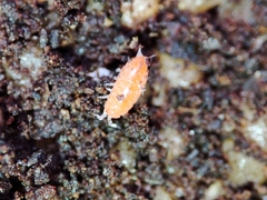 Trichoniscoides machadoi