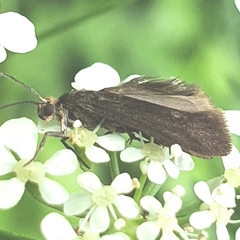 Notidobia ciliaris
