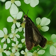 Notidobia ciliaris