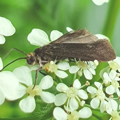 Notidobia ciliaris