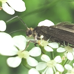 Notidobia ciliaris