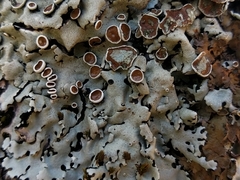 Parmelina carporrhizans