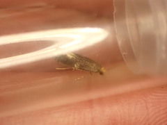Monopis weaverella